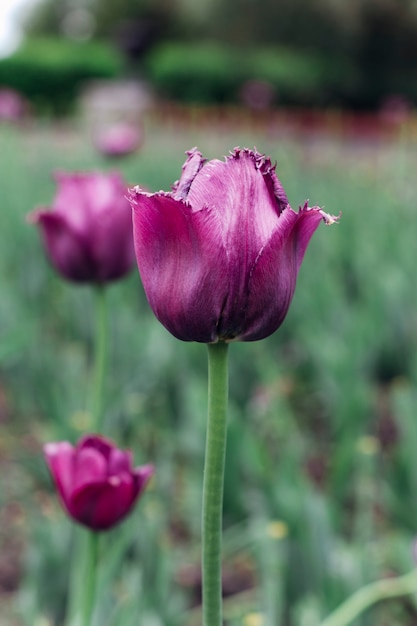 Tulpensetzlinge auf der Straße