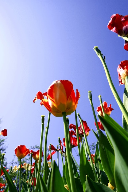 Tulpenwiesen in Holland