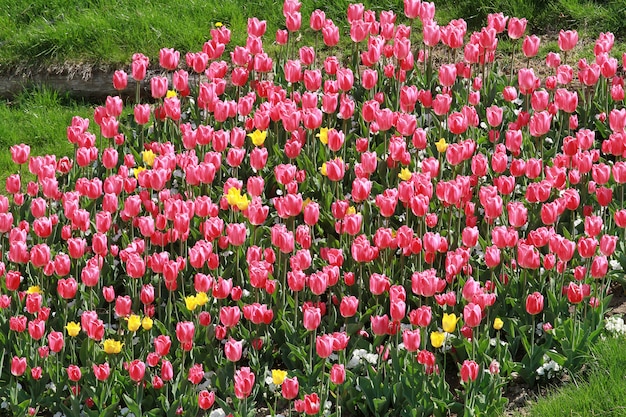 Tulpenwiesen in Holland