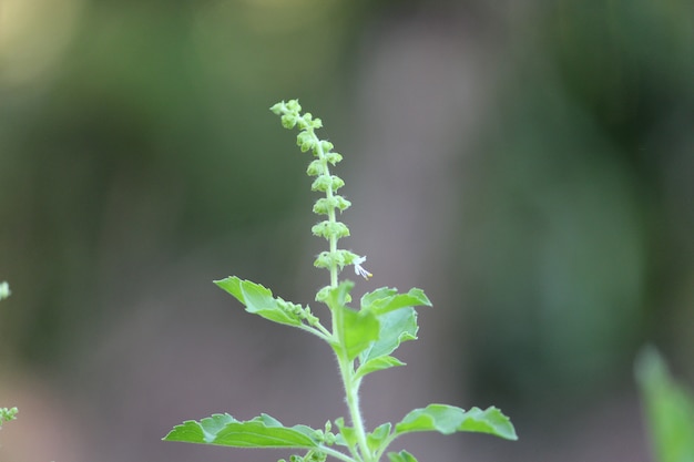 Tulsi o Tulasi Holy Basil