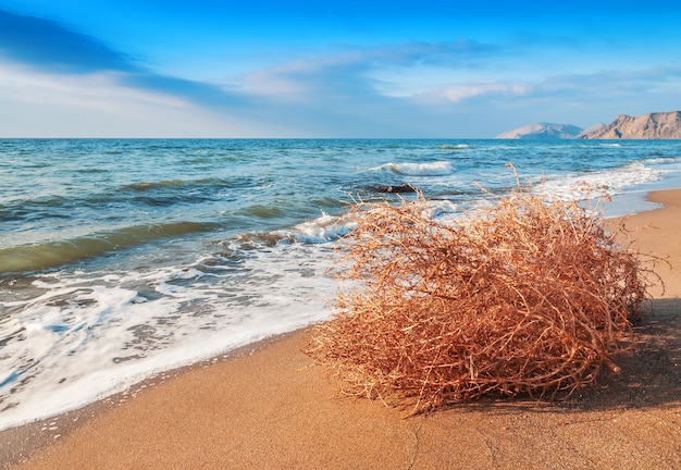 Tumbleweed seco na areia da praia