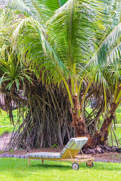 Tumbona bajo la palma en el hotel cerca de la piscina en Seychelles