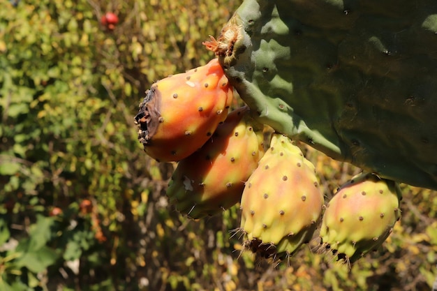 Tuna en una planta de cactus