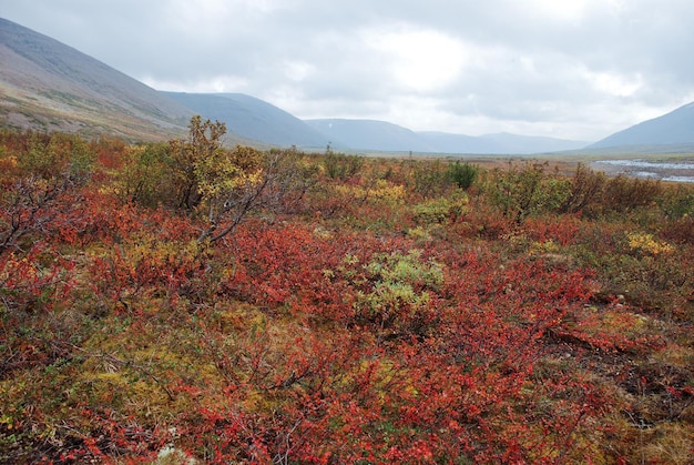 tundra colorida