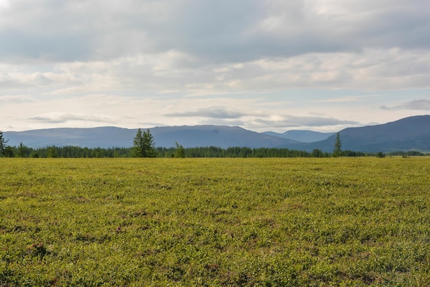 tundra estribaciones