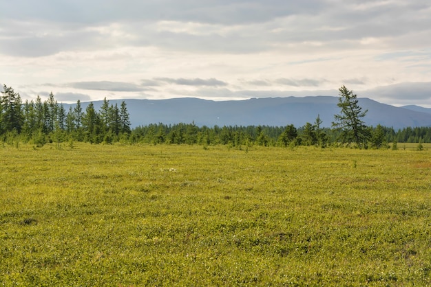 tundra estribaciones