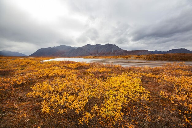 Tundra-Landschaften über dem Polarkreis in der Herbstsaison. Schöner natürlicher Hintergrund