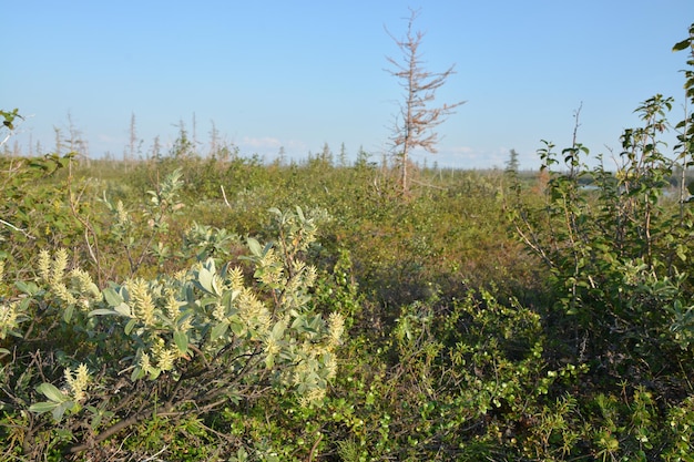 Tundra na Península de Taimyr