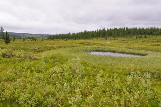 Tundra pantanosa cerca del río Lemva