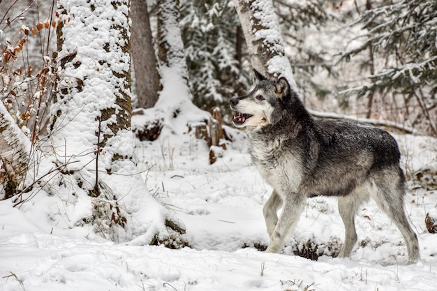 Tundra Wolf, der durch Birken geht