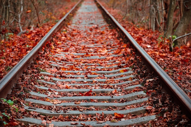 Túnel de amor en otoño. Ferrocarril y túnel de árboles