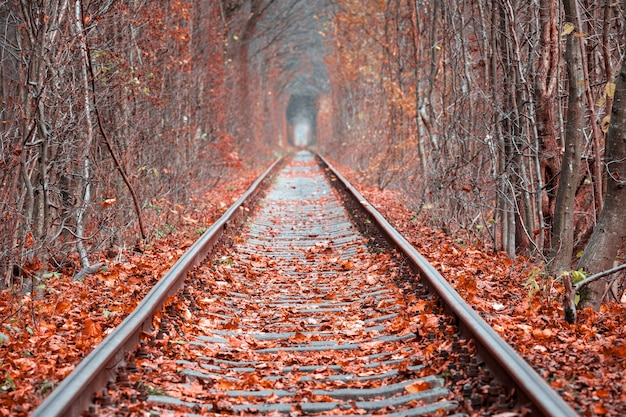 Túnel de amor en otoño. Ferrocarril y túnel de árboles