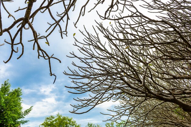 Túnel de árbol de Plumeria o Frangipani seco con forma de caminar