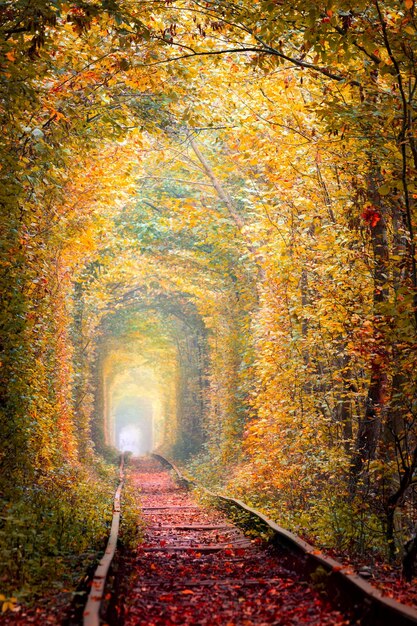 El túnel de los árboles del otoño dorado con el viejo ferrocarril El túnel del amor El túnel natural del amor formado por árboles Ucrania Paisaje de otoño