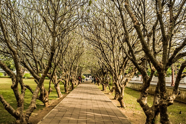 Túnel de árboles de plumeria en la provincia de Nan, Tailandia