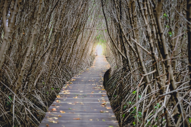 Túnel de árboles, puente de madera en bosque de manglares