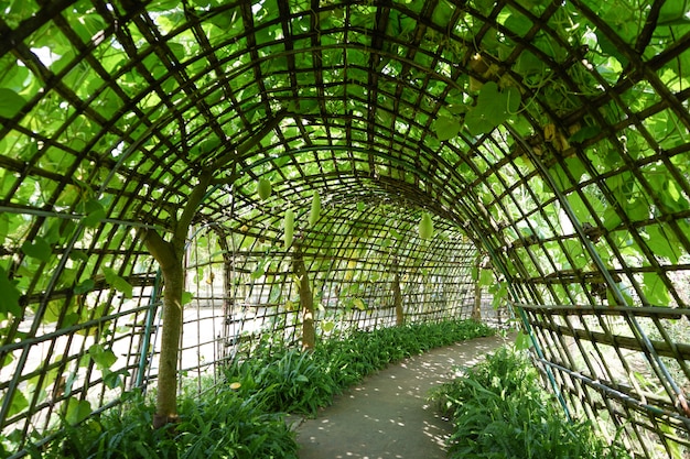 Túnel de bambú con planta verde en la parte superior y al lado a lo largo de una pasarela