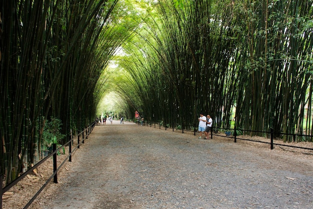 Túnel de bambú para tailandeses y viajeros extranjeros que viajan, visitan, descansan, se relajan y posan retratos, toman fotos en el templo Wat Chulabhorn Wanaram en Ban Phrik, en el distrito de Ban Na de Nakhon Nayok, Tailandia