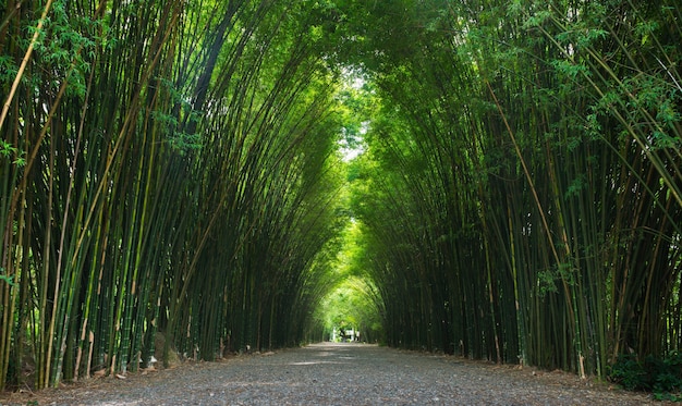 Túnel de bambú en Tailandia