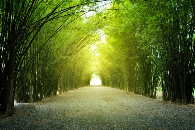 Foto túnel de bambú