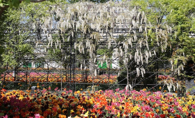 Túnel branco das glicínias japonesas no jardim