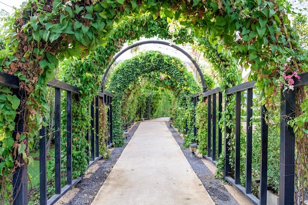 Túnel camino árbol verde sombreado