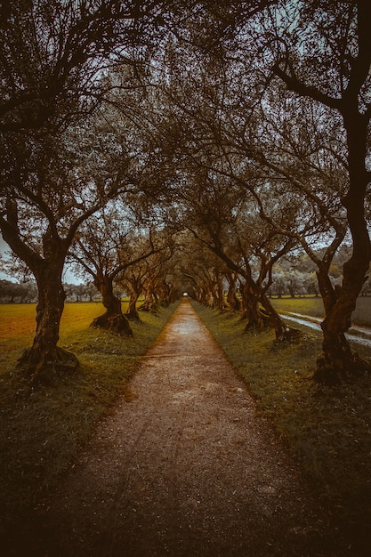 Túnel colorfull na floresta