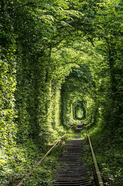 Túnel da estrada de ferro do amor na floresta perto de Klevan Ucrânia