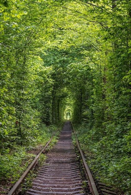 Foto túnel da estrada de ferro do amor na floresta perto de klevan ucrânia