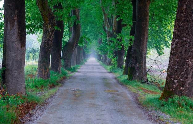 Foto túnel das árvores dudakli inegol bursa turquia