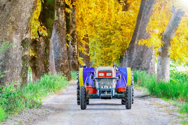 Foto túnel das árvores dudakli inegol bursa turquia