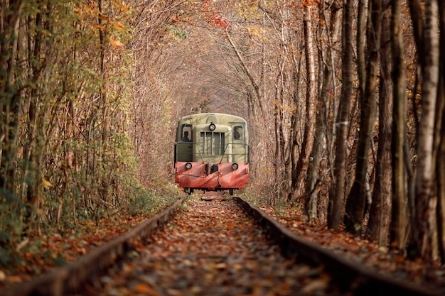 Túnel de amor no outono uma ferrovia na floresta de outono Túnel de amor árvores de outono e a ferrovia