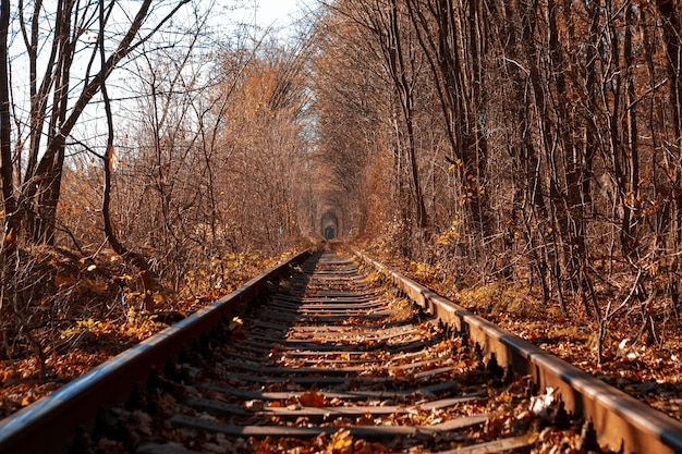 Túnel de amor no outono uma ferrovia na floresta de outono Túnel de amor árvores de outono e a ferrovia