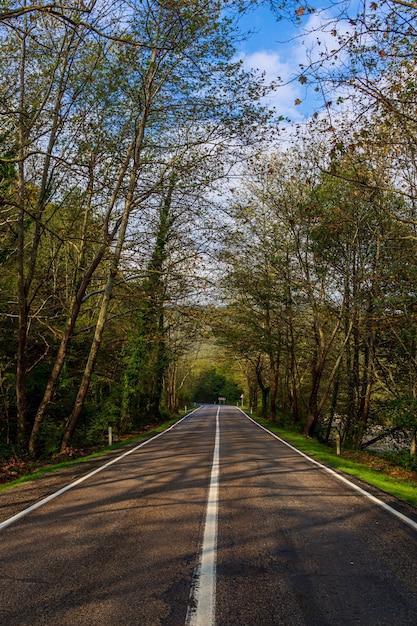 Foto túnel de árvore em safranbolu, bartin - turquia