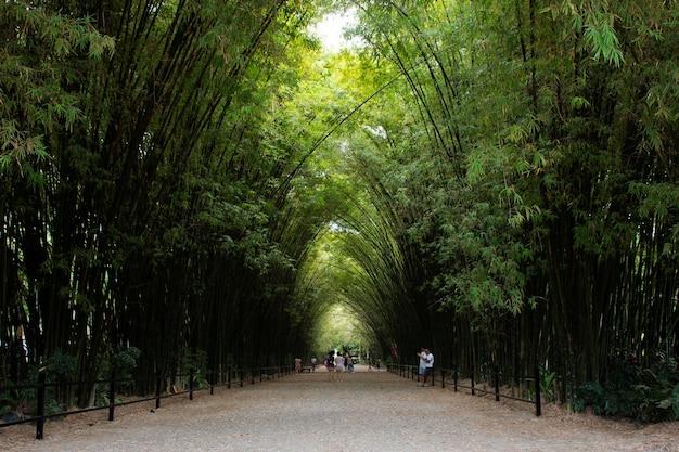 Túnel de bambu para tailandeses e viajantes estrangeiros viajam visitam descanso relaxam e posam retrato tiram foto no templo Wat Chulabhorn Wanaram em Ban Phrik no distrito de Ban Na de Nakhon Nayok Tailândia