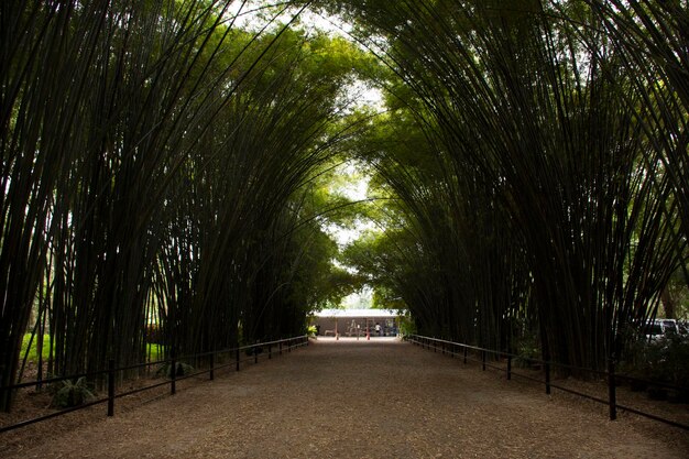 Túnel de bambu para tailandeses e viajantes estrangeiros viajam visitam descanso relaxam e posam retrato tiram foto no templo Wat Chulabhorn Wanaram em Ban Phrik no distrito de Ban Na de Nakhon Nayok Tailândia