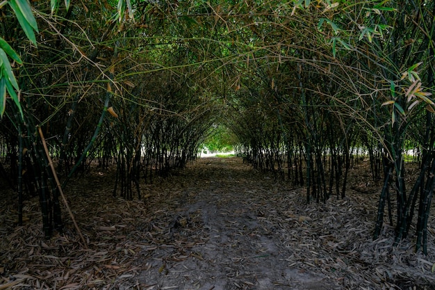 Túnel de bambu realmente enorme caminha na floresta de bambu na Ásia