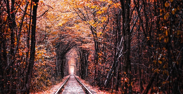 Túnel de outono do amor Cidade de Klevan Ucrânia