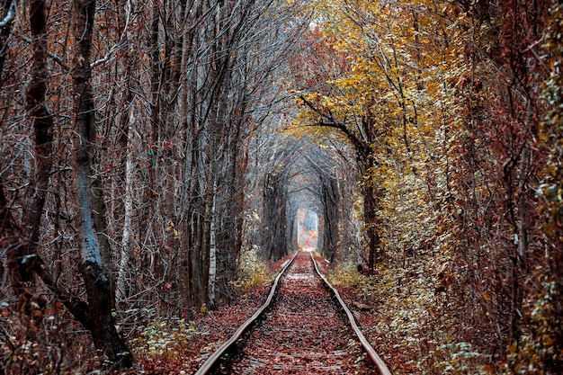 Túnel do amor no outono. Ferrovia e túnel de árvores