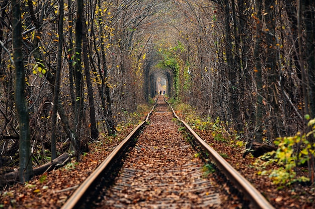 Túnel do amor no outono. Ferrovia e túnel de árvores