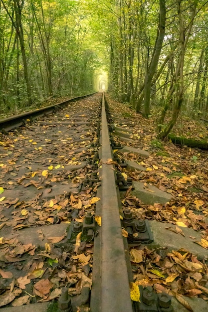 Túnel do amor no verão na Ucrânia