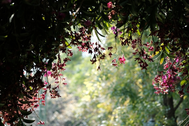 Túnel de Flora con orquídea rosa y fondo de hojas de color verde brillante.