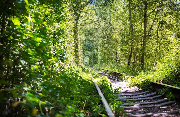 Túnel natural do amor formado por árvores na Ucrânia