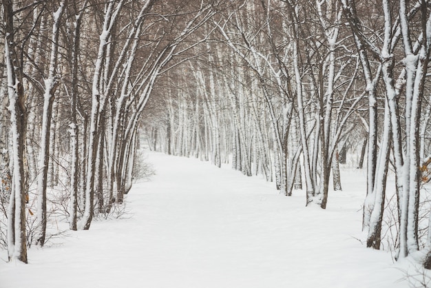 Túnel nevado entre ramas de árboles en zonas verdes