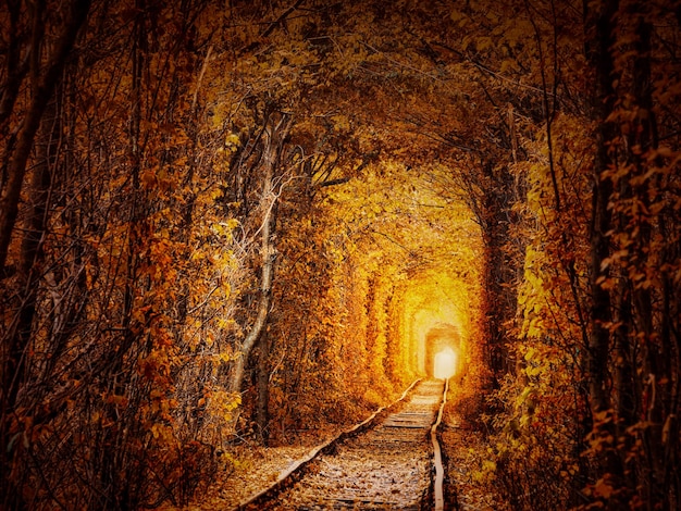 Túnel de otoño del amor Ciudad de Klevan Ucrania