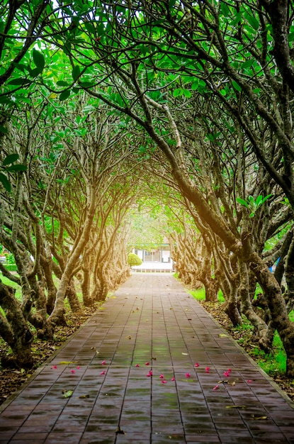 Tunel plumeria arbol