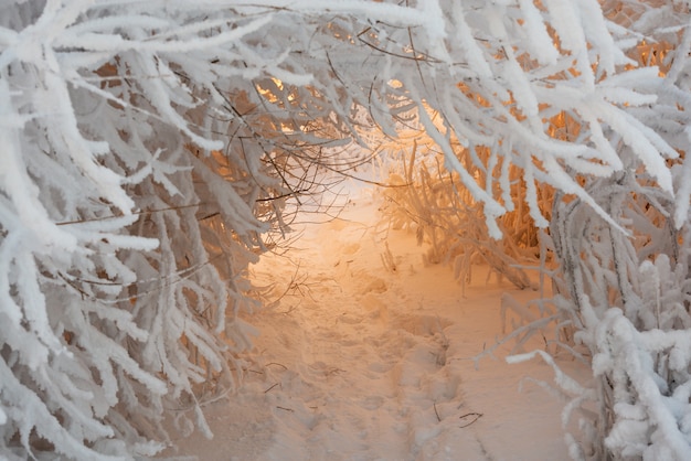 Túnel de ramas cubiertas de nieve.