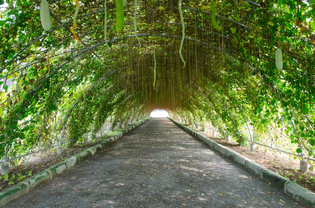 túnel vegetal, jardim, Tailândia