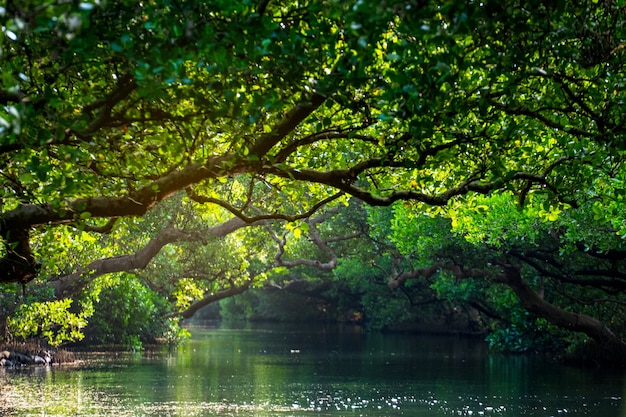 Túnel verde com manguezais em sicao