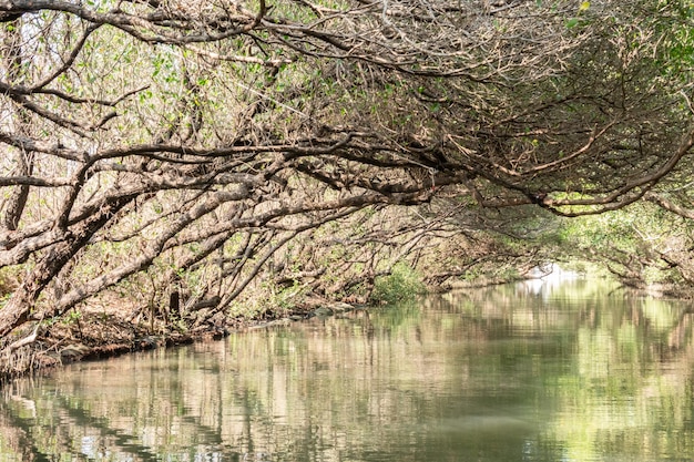 Túnel Verde de Sicao